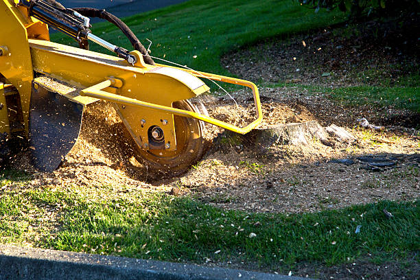 Why Choose Our Tree Removal Services in Veazie, ME?